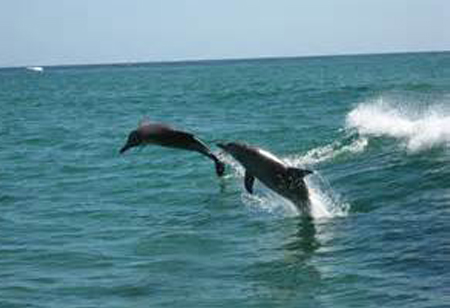 Dolphins Jumping in Cabo San Lucas