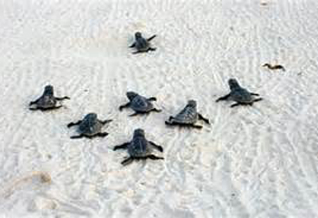 Turtles in Sand