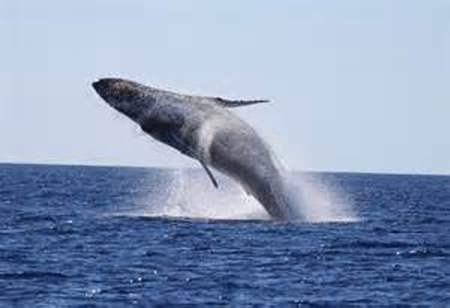 Whale Jumping