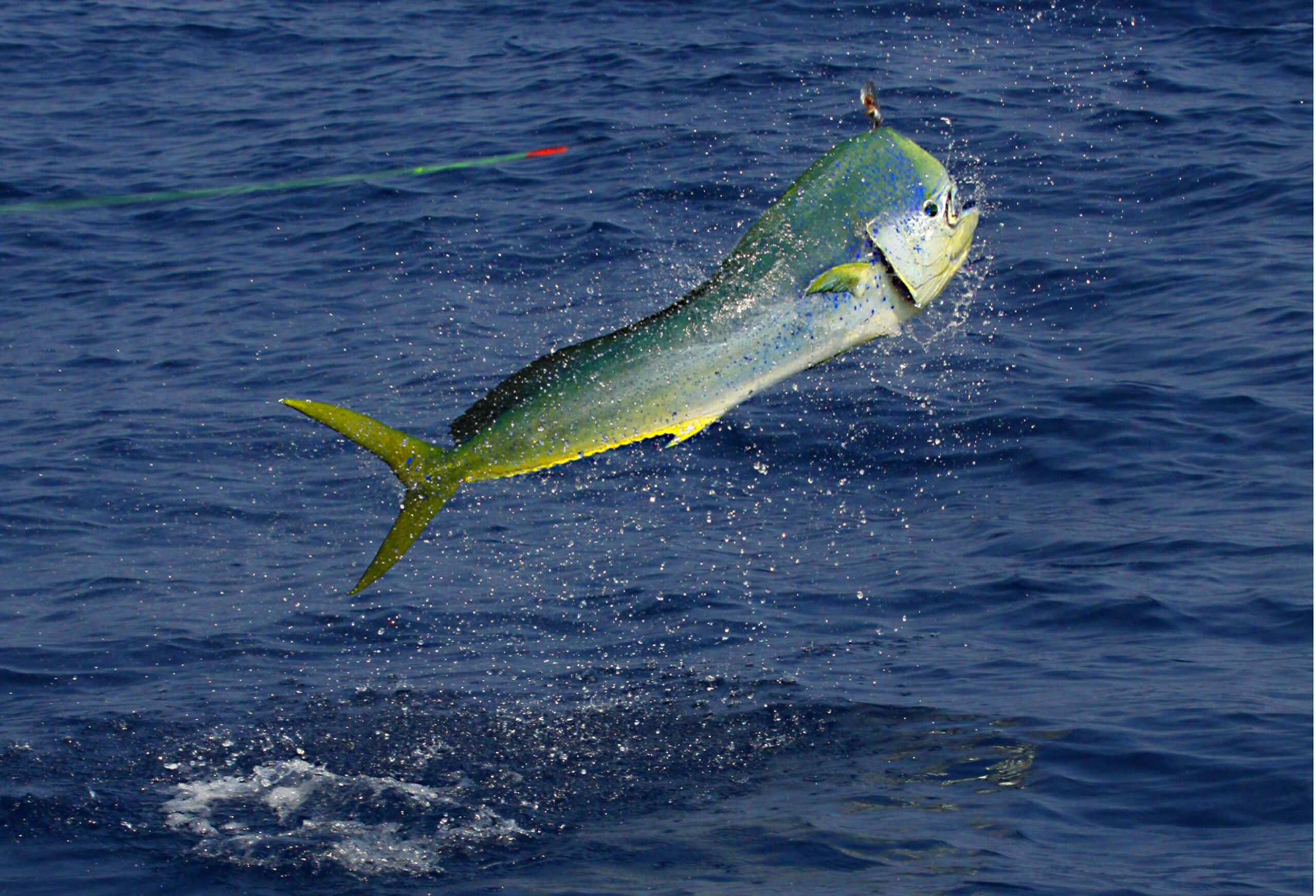 Dorado Fishing Cabo San Lucas