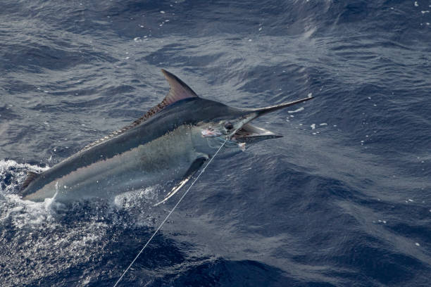 Sports fishing in Cabo San Lucas, Mexico