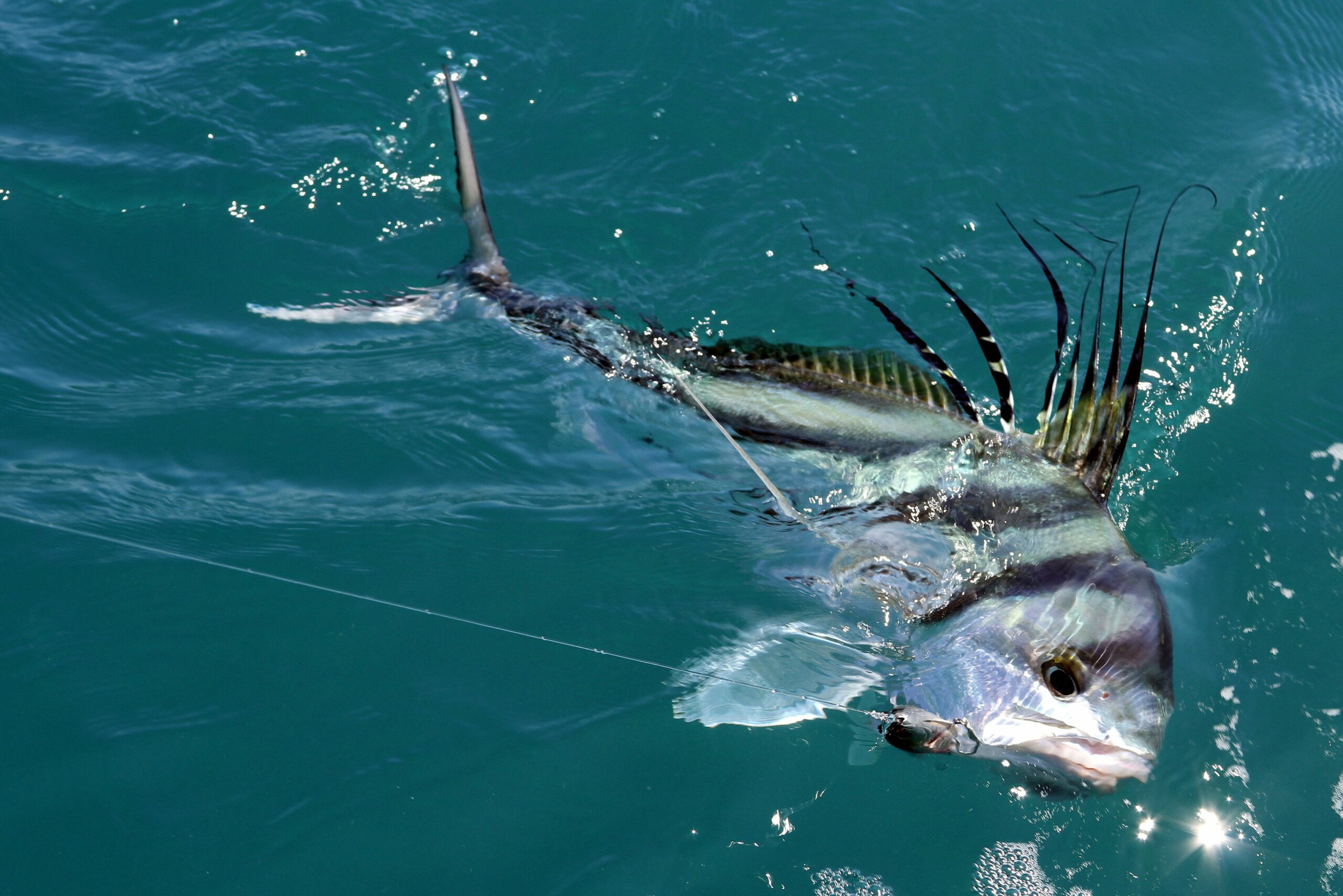 Roosterfish Fishing in Cabo San Lucas Mexico