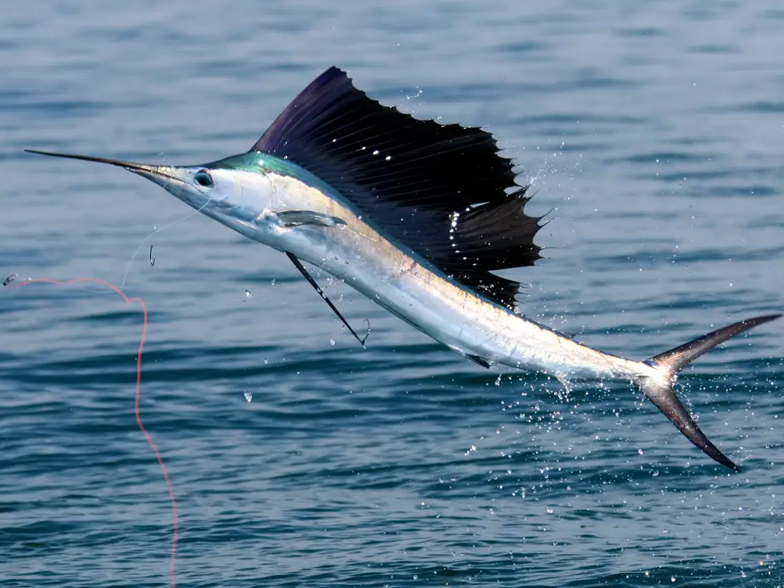 Salfish Fishing in Cabo San Lucas