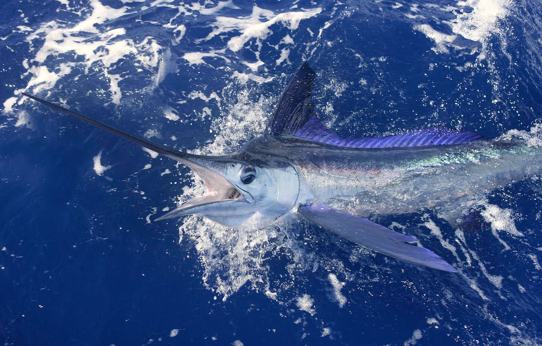 Swordfish Deep Sea Fishing in Cabo San Lucas Mexico