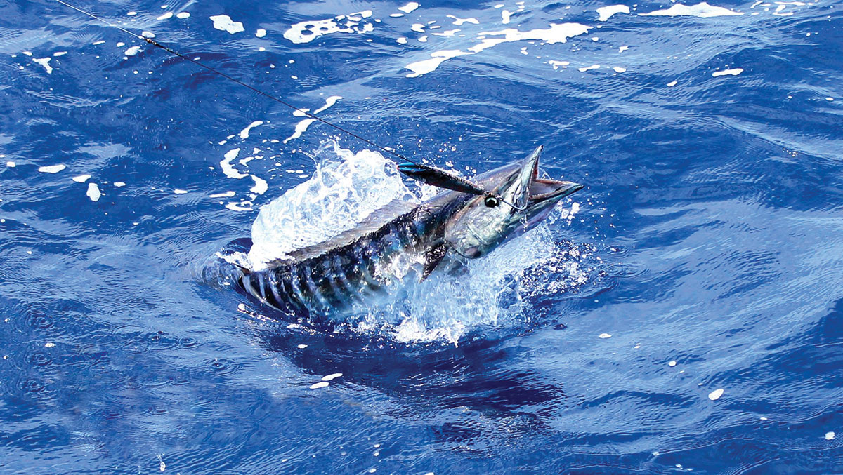 Deep Sea Fishing in Cabo San Lucas for Wahoo