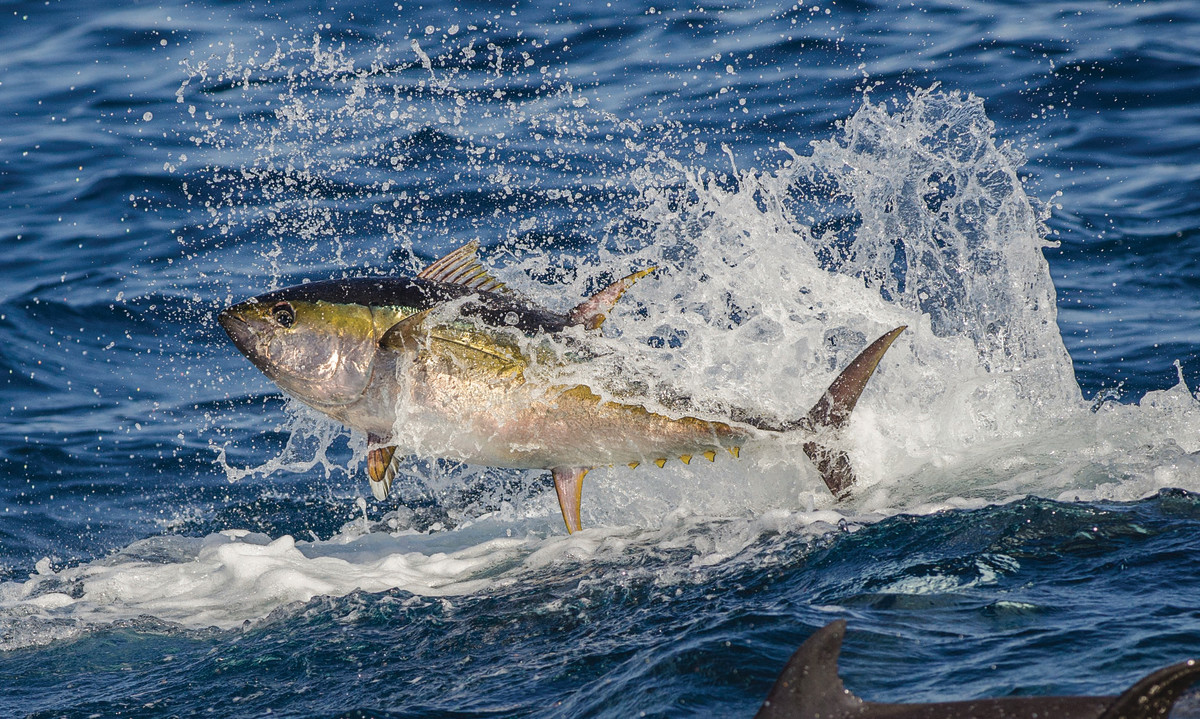 Yellowfin Tuna Sport Fishing in Cabo San Lucas