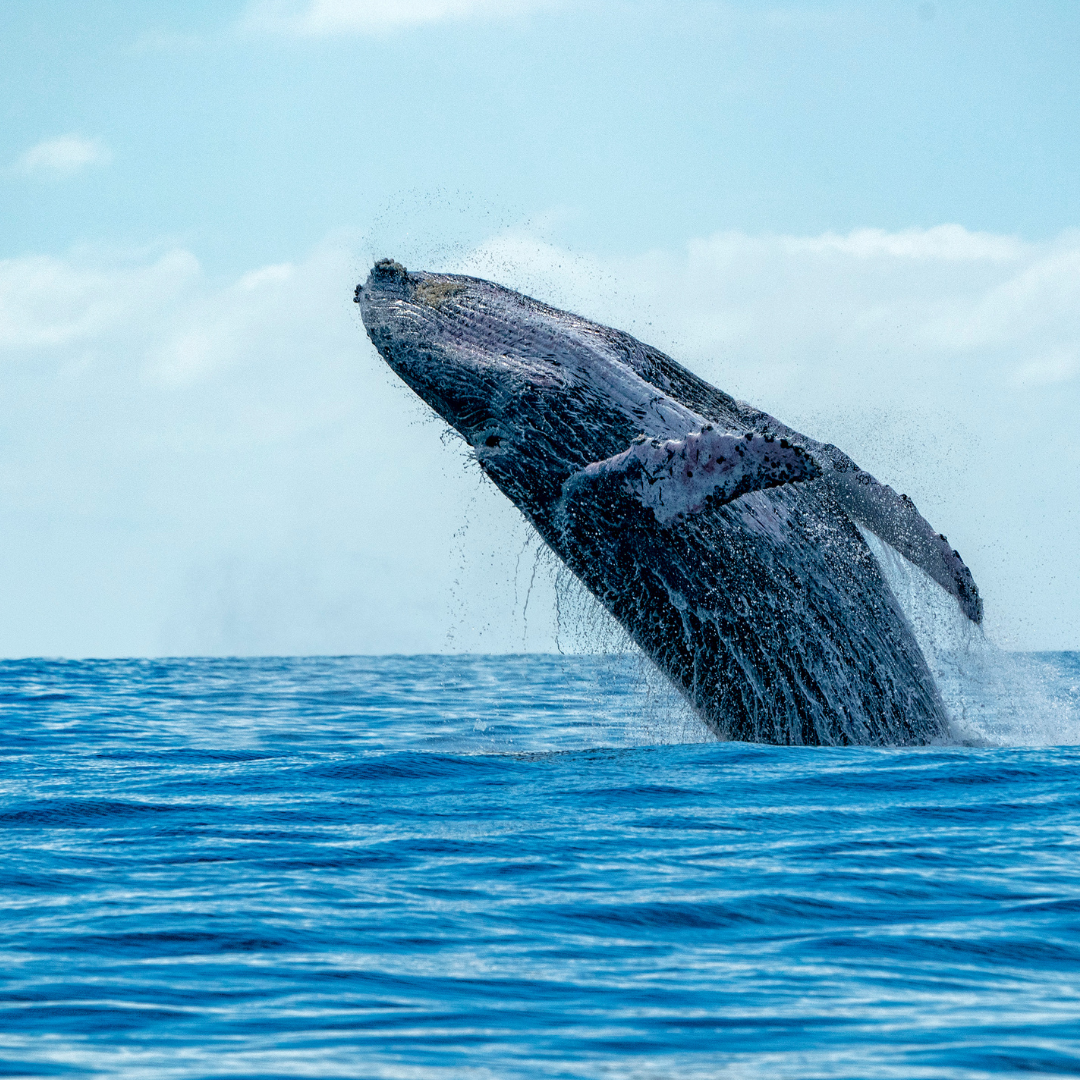 whale-watching-cabo-san-lucas A majestic humpback whale breaching during a whale watching tour in Cabo San Lucas, a memorable outdoor activity.