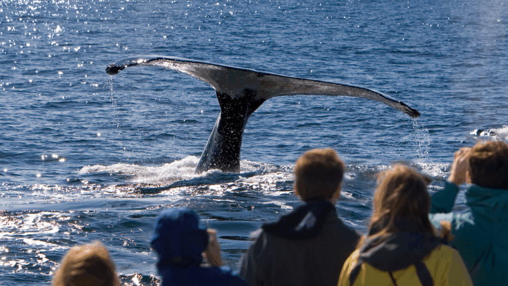 Whale watching in Cabo San Lucas as tourists on a boat see a large whale tail dive into the ocean.