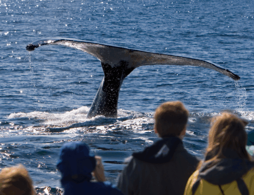 Your Ultimate Guide to Whale Watching in Cabo San Lucas