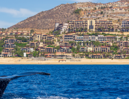 Experience the Best of Baja: Your 2026 Cabo Events Calendar