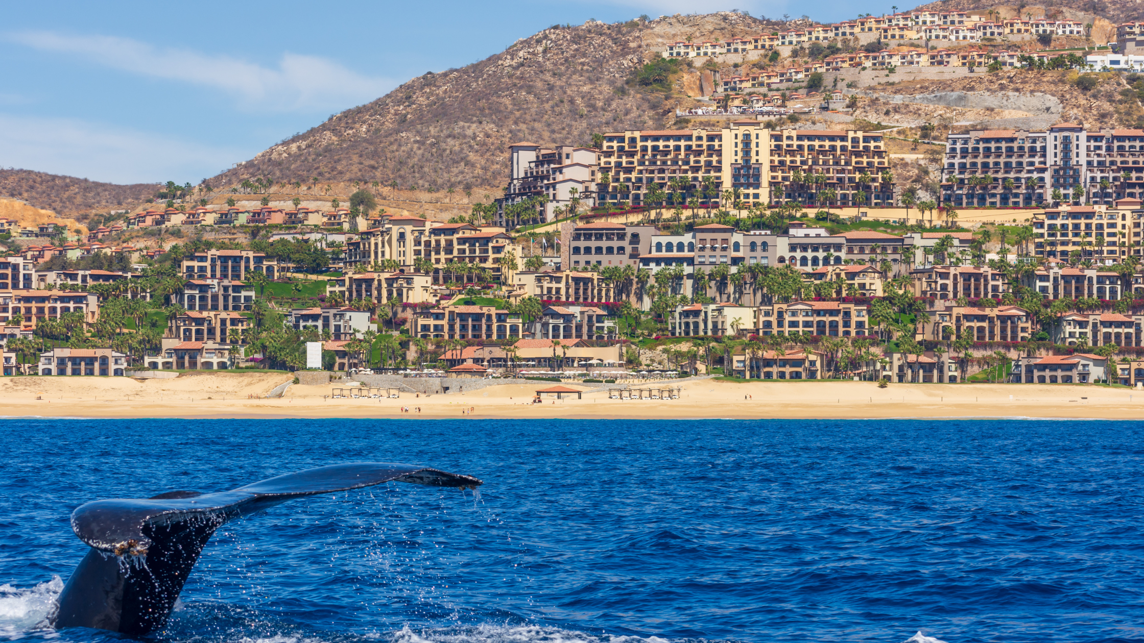 Whale tail diving in blue water with a sandy beach and hillside Cabo San Lucas resorts in the background.