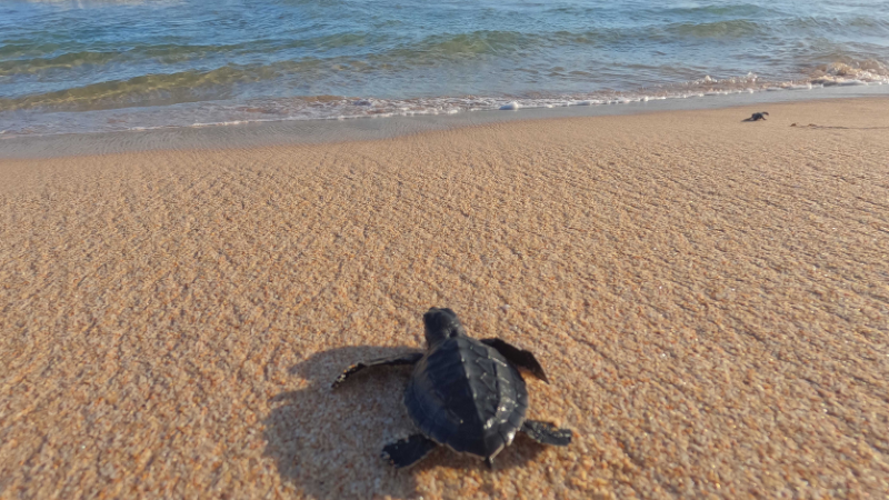 Sea turtle on the shoreline in Cabo San Lucas, representing eco tours, eco-friendly activities, and responsible tourism along the Baja coastline.