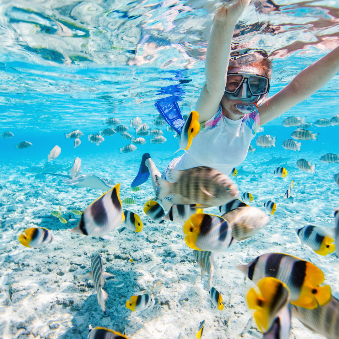 Snorkeler swimming among tropical fish in clear blue water during Cabo snorkeling tours.