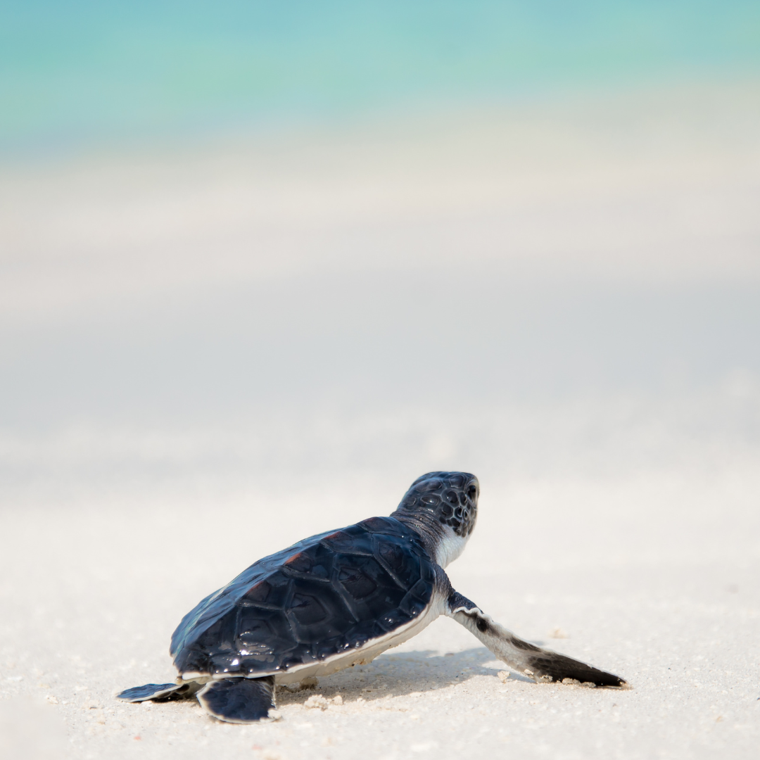 Baby sea turtle making its way across the sand as part of a turtle conservation program in Cabo San Lucas, supporting marine conservation.
