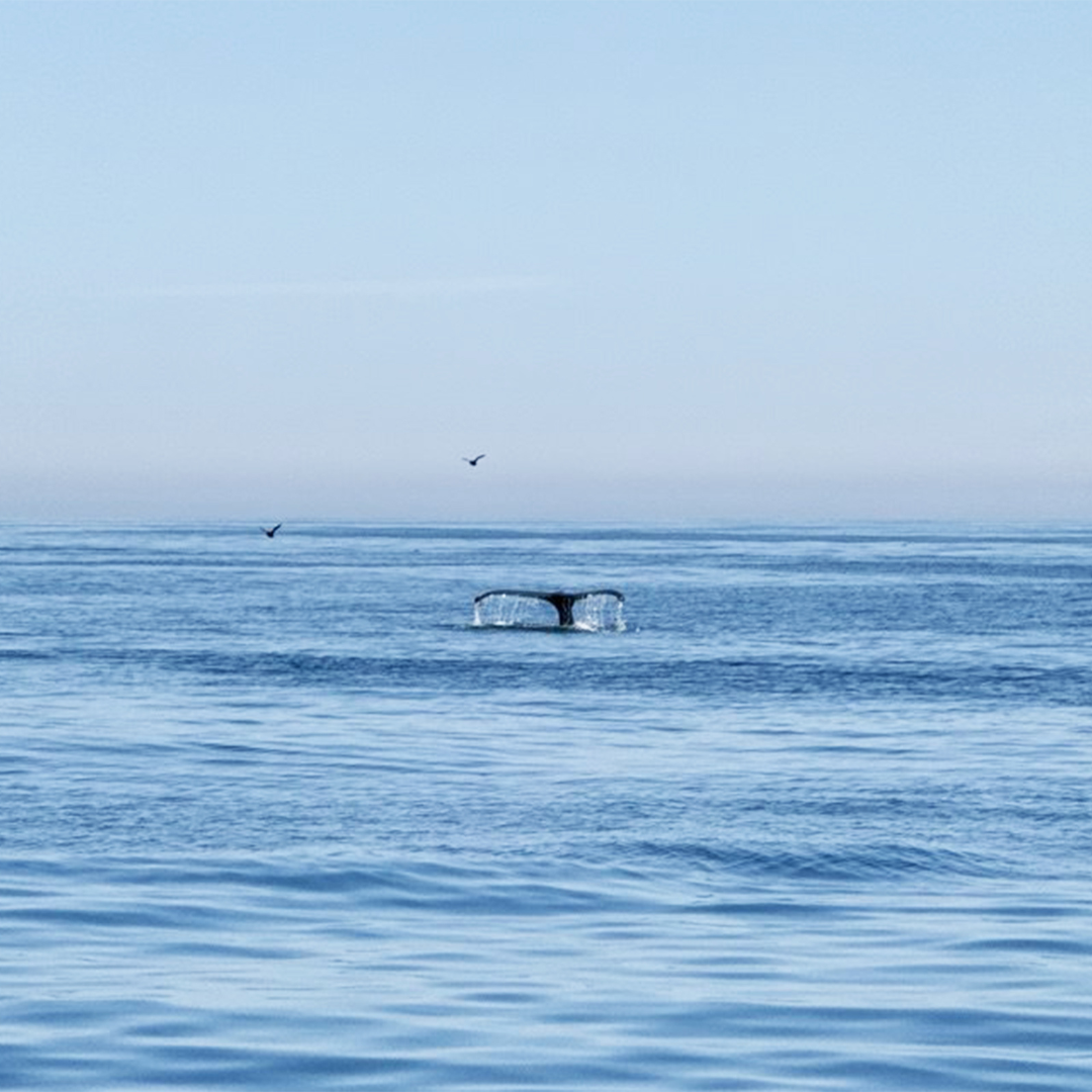 Whale tail surfacing in the Pacific Ocean during whale watching season, an eco-friendly boat tour supporting marine conservation in Cabo.