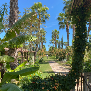 Exuberante sendero en un jardín tropical con palmeras y paisajismo en Cabo San Lucas.