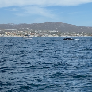 A humpback whale surfaces and rolls in the deep blue waters of the Sea of Cortez off Cabo San Lucas, with a small tour boat nearby and the rocky coastline and hills of the Cabo San Lucas area visible in the background.